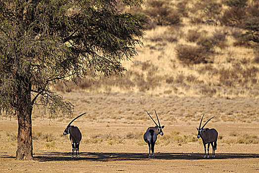 南非大羚羊,羚羊,休息,荫凉,树,刺槐,卡拉哈里沙漠,卡拉哈迪大羚羊国家公园,南非,非洲
