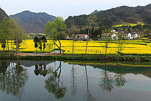 陕西汉中油菜花等