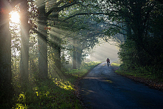 骑自行车,乡间小路,早晨,阳光