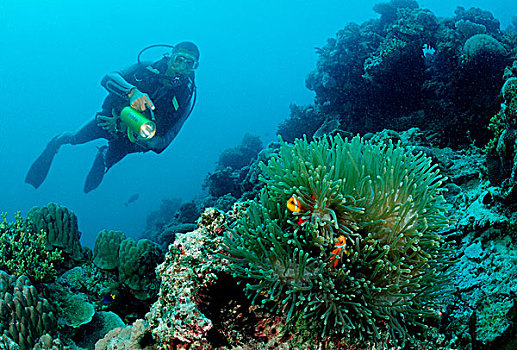 潜水,葵鱼,马尔代夫,印度洋
