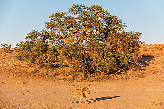 狮子,穿过,干枯河床,卡拉哈迪大羚羊国家公园,北开普,南非,非洲