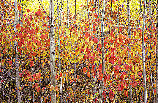 秋色,省立公园,曼尼托巴,加拿大