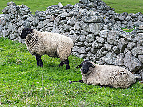 绵羊,设得兰群岛,北方,岛,苏格兰,大幅,尺寸