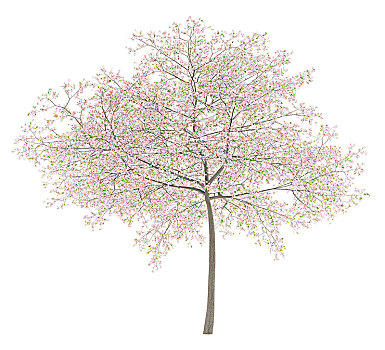 花,樱桃树,隔绝,白色背景,背景,插画