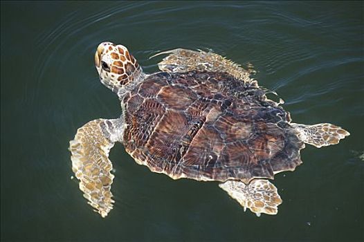 蠵龟,2-3岁,幼小,游泳,佛罗里达