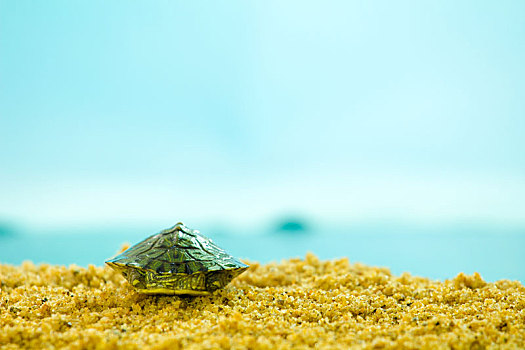 沙滩上初生的小乌龟