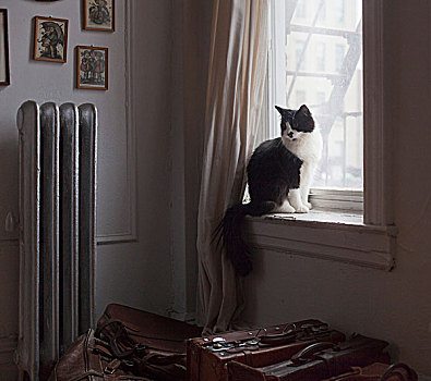 猫,窗台