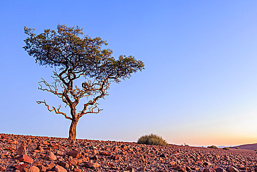 刺槐,石头,荒芜,达马拉兰,区域,纳米比亚,非洲