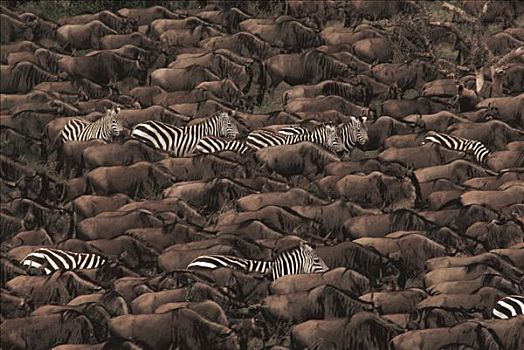 蓝角马,角马,白氏斑马,斑马,牧群,迁徙,塞伦盖蒂国家公园,坦桑尼亚
