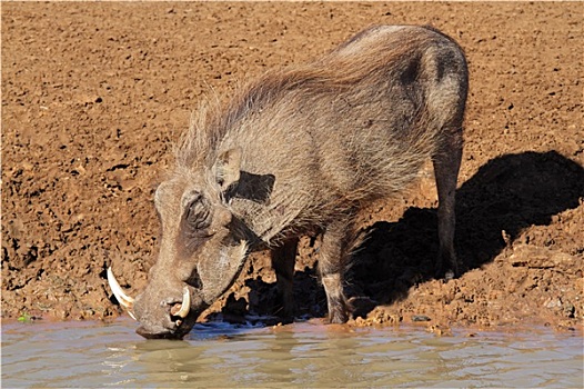 疣猪,饮用水