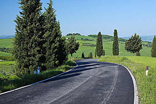 乡村道路,排列,柏树,皮恩扎,锡耶纳,地区,托斯卡纳,意大利