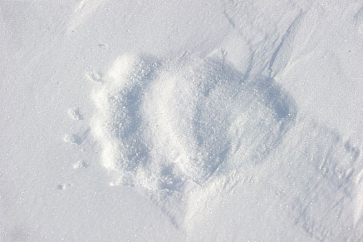 极地,熊,母熊,雪