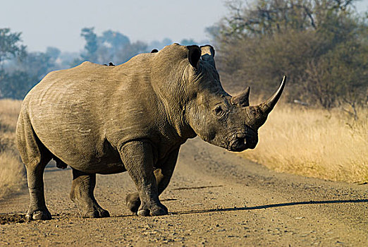 白犀牛,红嘴牛椋鸟,中间,道路,克鲁格国家公园,南非,非洲