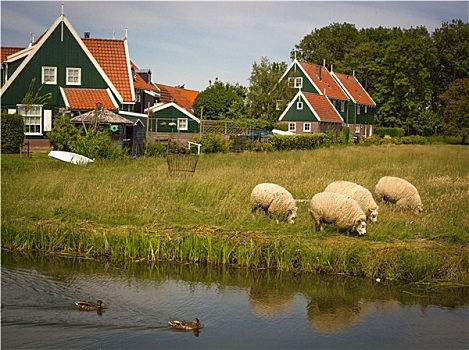 田园,场景,乡村,荷兰,放牧,绵羊,运河