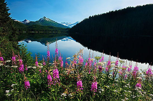 景色,湖,清晰,白天,杂草,靠近,东南阿拉斯加,夏天