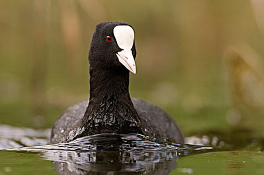 黑鸭,骨顶鸡,游泳,吕伐登,弗里斯兰省,荷兰