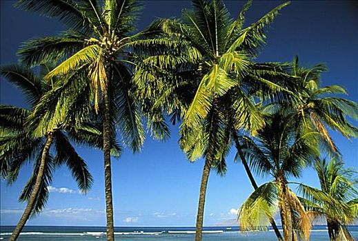 夏威夷,毛伊岛,拉海纳,拱形,椰树,海洋,鲜明,蓝色,白天