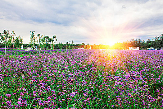 花海风光