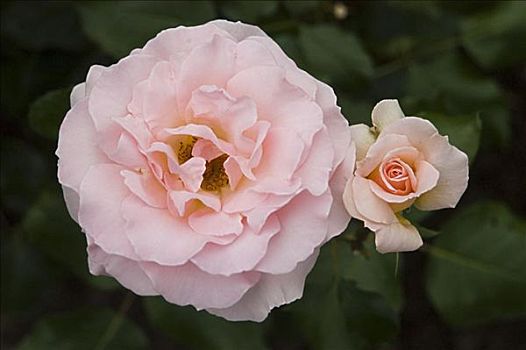 漂亮,粉色,玫瑰,花园