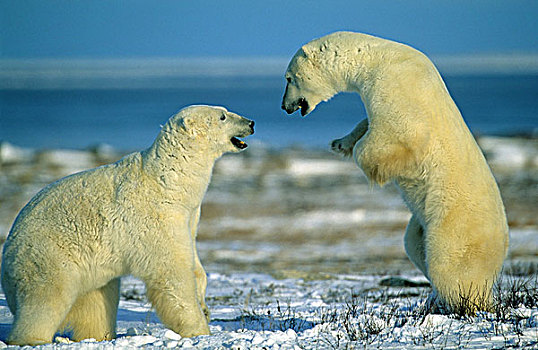 加拿大,两个,北极熊,幼小,玩,雪地