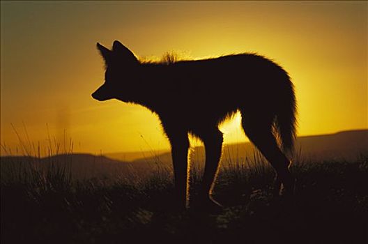 鬃狼,剪影,太阳,日落,室外,猎捕,黄昏,国家公园,巴西