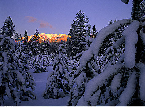 积雪,山峦,树,靠近,金伯利,不列颠哥伦比亚省,加拿大