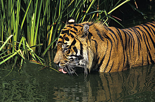 苏门答腊虎,成年,饮用水