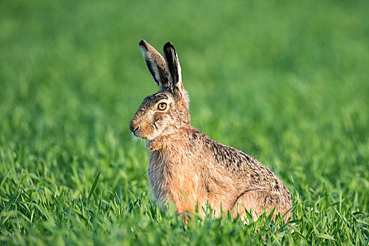 欧洲野兔,坐,地点,国家公园,湖,布尔根兰,奥地利,欧洲