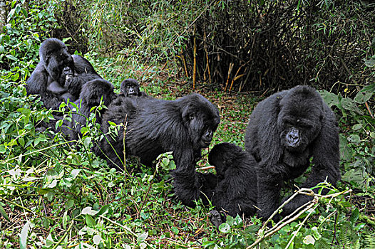 山地大猩猩,大猩猩,家庭,交际,国家,卢旺达