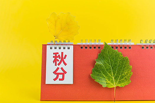 绿叶黄叶和日历,二十四节气秋分主题图片