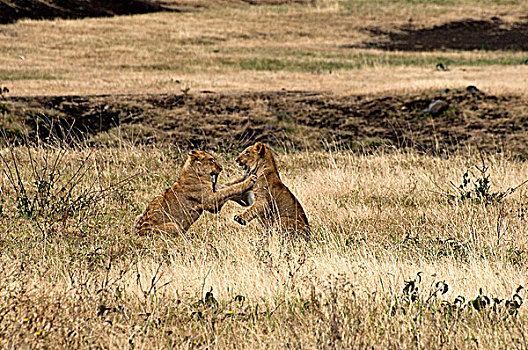 幼狮,狮子,玩,土地,恩格罗恩格罗,保护区,坦桑尼亚