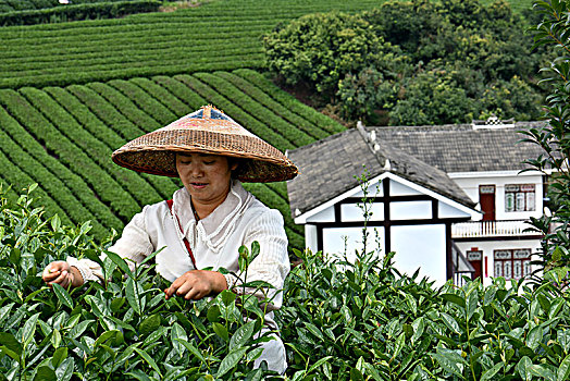 烈日下的采茶工