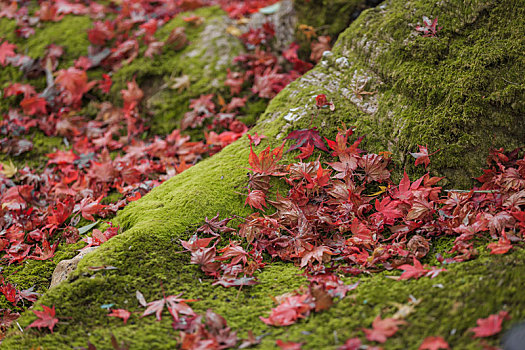 秋季日本园林里地面上的青苔和树桩边上的满地落叶