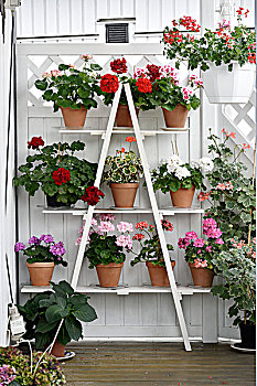 天竺葵,白色背景,植物,架子,梯子