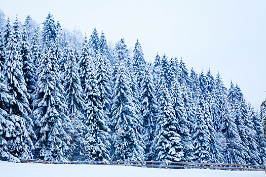 冬天,积雪,树,美景,背景