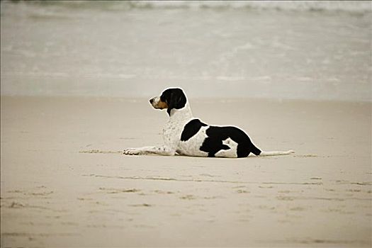 狗,沙滩