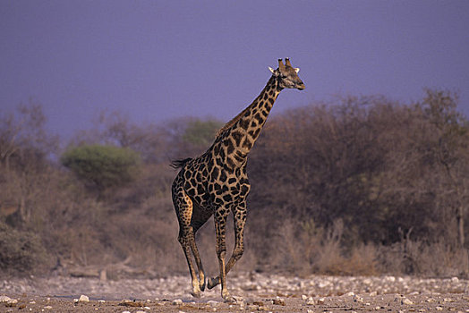 非洲,纳米比亚,埃托沙国家公园,长颈鹿