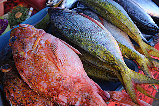 印度尼西亚,巴厘岛,登巴萨,市场,彩色,鱼