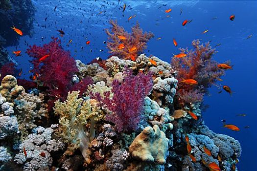 珊瑚礁,石头,珊瑚,兄弟群岛,红海,埃及,非洲