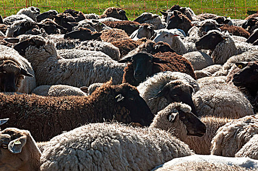 绵羊,满,一起,草场,梅克伦堡前波莫瑞州,德国,欧洲