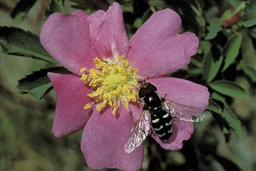 食蚜蝇科,模仿,蜜蜂,草原,玫瑰,粉色,北美