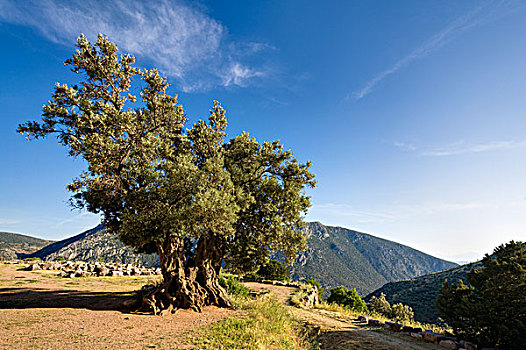 巨大,橄榄树,特尔斐城,希腊