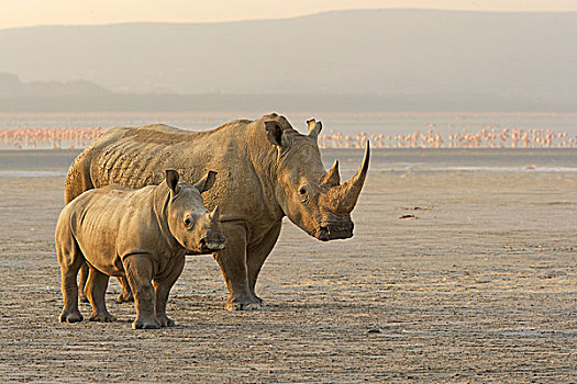 白犀牛,女性,纳库鲁湖,肯尼亚
