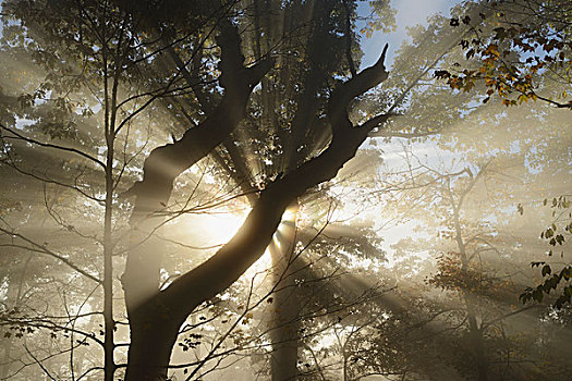 日出,举起,雾,河流,光闪烁过,树,北卡罗来纳,美国