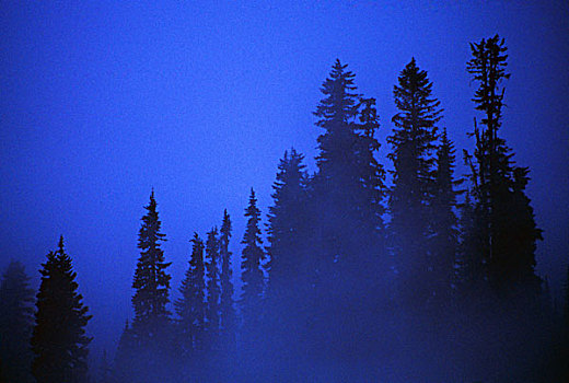 树林,剪影,雾
