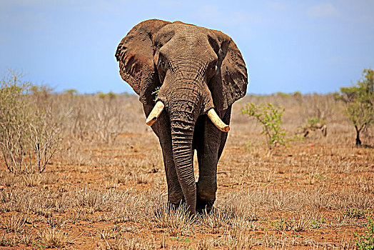 非洲象,成年,雄性,雄性动物,灌木,大草原,克鲁格国家公园,南非,非洲