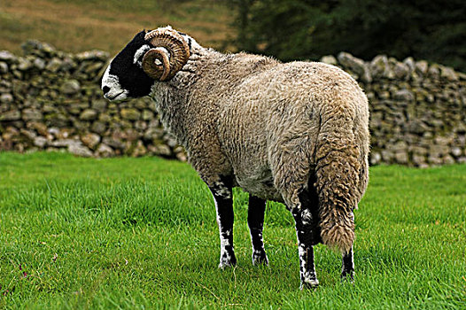 公羊,土地,坎布里亚