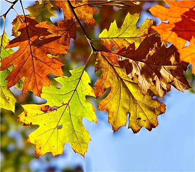 秋天,橡树叶