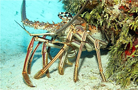 加勒比,大螯虾