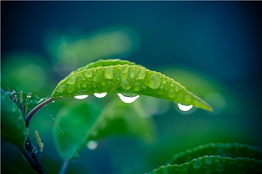 绿叶,四个,雨滴